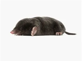 Moles