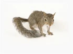 Grey Squirrels