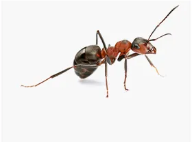 Ants