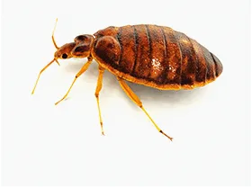 Bedbugs