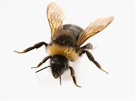 Bees
