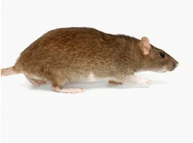 Rats