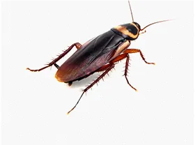 Cockroaches