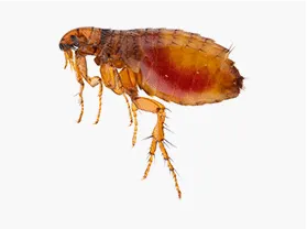 Fleas