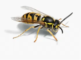 Wasp