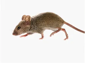 mice